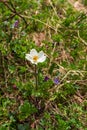 Pulsatilla alpina subsp. alba in High Tatras mountains in Slovakia