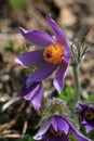 Pulsatilla flower bloom in springtime