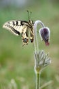 Pulsatilla flower with butterfly Royalty Free Stock Photo