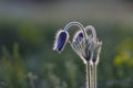 Pulsatilla flower Easter flower blooming, soft green grass background