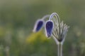 Pulsatilla flower Easter flower blooming, soft green grass background