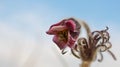 Pulsatilla flower in the field,on a sunny spring day. Europe, single