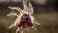 Pulsatilla flower in the field,on a sunny spring day. Europe, single