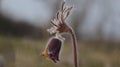 Pulsatilla flower in the field,on a sunny spring day. Europe, single