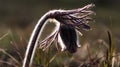 Pulsatilla flower in the field,on a sunny spring day. Europe, single