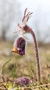 Pulsatilla flower in the field,on a sunny spring day. Europe, single