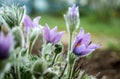 Pulsatilla flower in garden