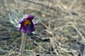 Pulsatilla flower prairie crocus or Easter flower blooming