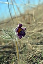 Pulsatilla flower prairie crocus or Easter flower blooming, soft gray grass