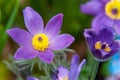 Pulsatilla Flower