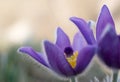 Pulsatilla flowers