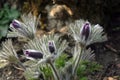 Pulsatilla flowers Royalty Free Stock Photo