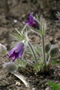 Pulsatilla flowers Royalty Free Stock Photo