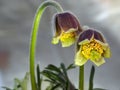 Pulsatilla flowers - Sleepgrass Royalty Free Stock Photo