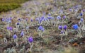 Pulsatilla grandis