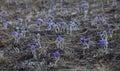 Pulsatilla grandis Royalty Free Stock Photo