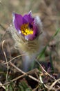 Pulsatilla grandis Royalty Free Stock Photo