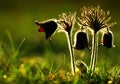 Pulsatilla Royalty Free Stock Photo