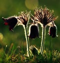 Pulsatilla Royalty Free Stock Photo