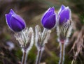 Pulsatilla Royalty Free Stock Photo