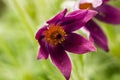 Purple pulsatilla flower close-up. Taken from below