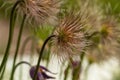 Pulsatilla hairy seed head after flowering. On a semi-white background