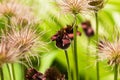 Pulsatilla vulgaris, the pasqueflower. Close-up. With a green striped background