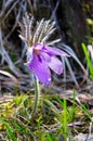 Pulsatilla, Low Tatras, Slovakia