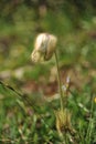 Pulsatilla Montana flower