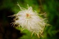 Pulsatilla occidentalis (Western Anemone) Royalty Free Stock Photo