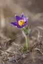 Pulsatilla - one of the earliest spring wildflowers. Royalty Free Stock Photo