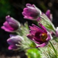 Pulsatilla, one flower close-up with several flowers in the background