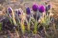 Pulsatilla, Pasque Flower, beautiful spring flower, Pulsatilla vulgaris