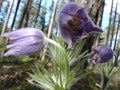 Pulsatilla patens Royalty Free Stock Photo