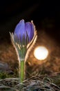 Pulsatilla patens bloom. Common blue Eastern pasqueflower plant. Prairie crocus blossom. Royalty Free Stock Photo