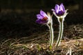 Pulsatilla patens bloom. Common blue Eastern pasqueflower plant. Prairie crocus blossom.