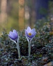 Pulsatilla patens blooming deep in forest Royalty Free Stock Photo