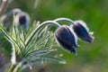 Pulsatilla patens L