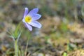 Pulsatilla patens or Prairie Crocus. Violet flowers close up. Pasqueflowers. Wild Spring beautiful Flowers Royalty Free Stock Photo