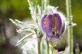 Pulsatilla patens. Pulsatilla easter flower on the meadow. Pulsatilla pratensis blooming. fluffy purple spring flower dream grass