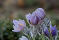 Pulsatilla patens blooming deep in finnish forest Royalty Free Stock Photo