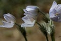 A group of rare and protected flowers blooming in forest Royalty Free Stock Photo