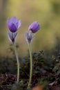 Two rare and protected flowers blooming in forest Royalty Free Stock Photo