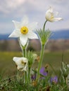 Pulsatilla patens ssp. alba - rare Royalty Free Stock Photo