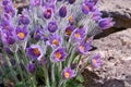 Pulsatilla,plant from the family of perennials Royalty Free Stock Photo