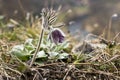 Pulsatilla pratensis