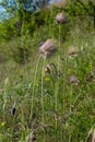 Pulsatilla pratensis, the small pasque flowe. Poisonous plant under nature protection