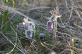 Pulsatilla pratensis - the small pasque flower Sweden, Gotland, May 2022