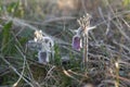 Pulsatilla pratensis - the small pasque flower Sweden, Gotland, May 2022