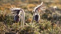 Pulsatilla pratensis - the small pasque flower Sweden, Gotland, May 2022